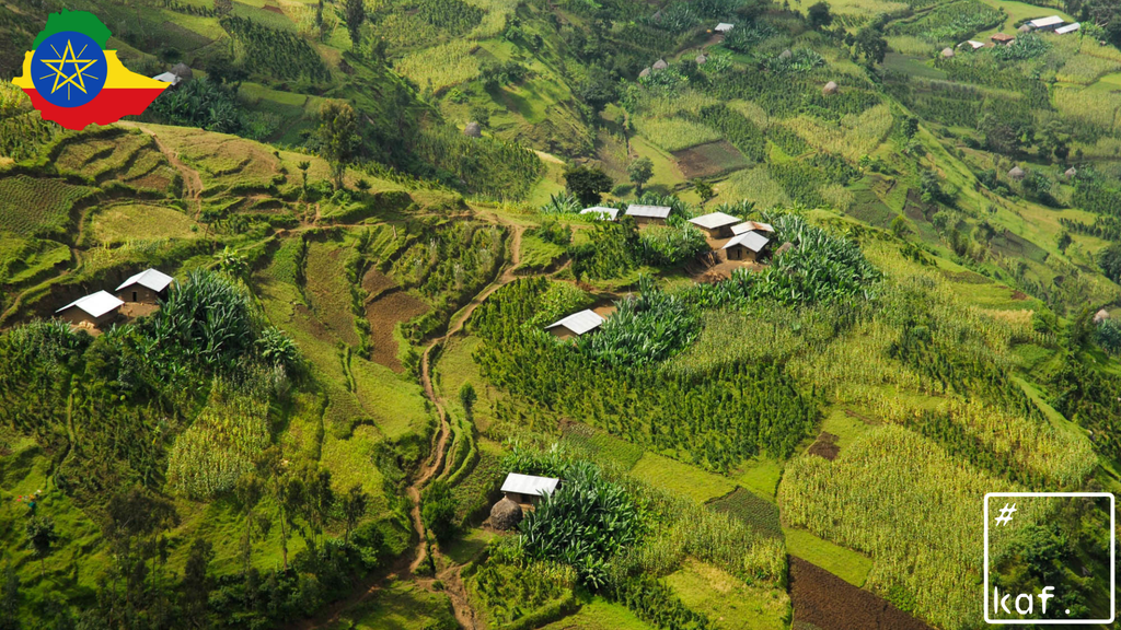 Specialty Coffee Single Origin ETHIOPIA Guji Uraga