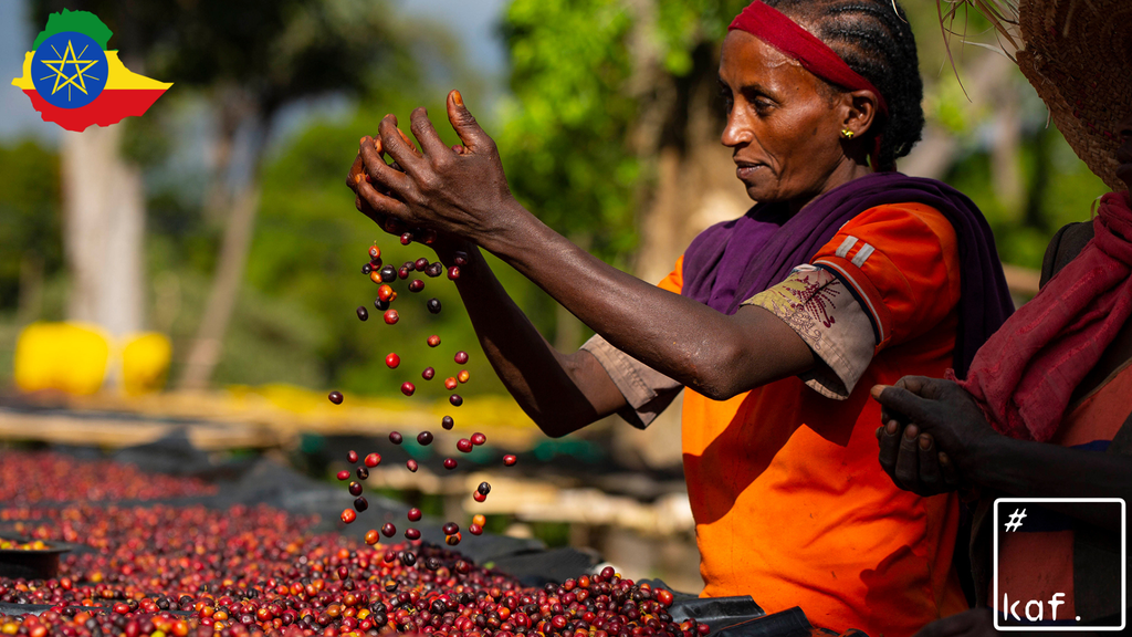 Specialty Coffee Single Origin ETHIOPIA Guji Uraga