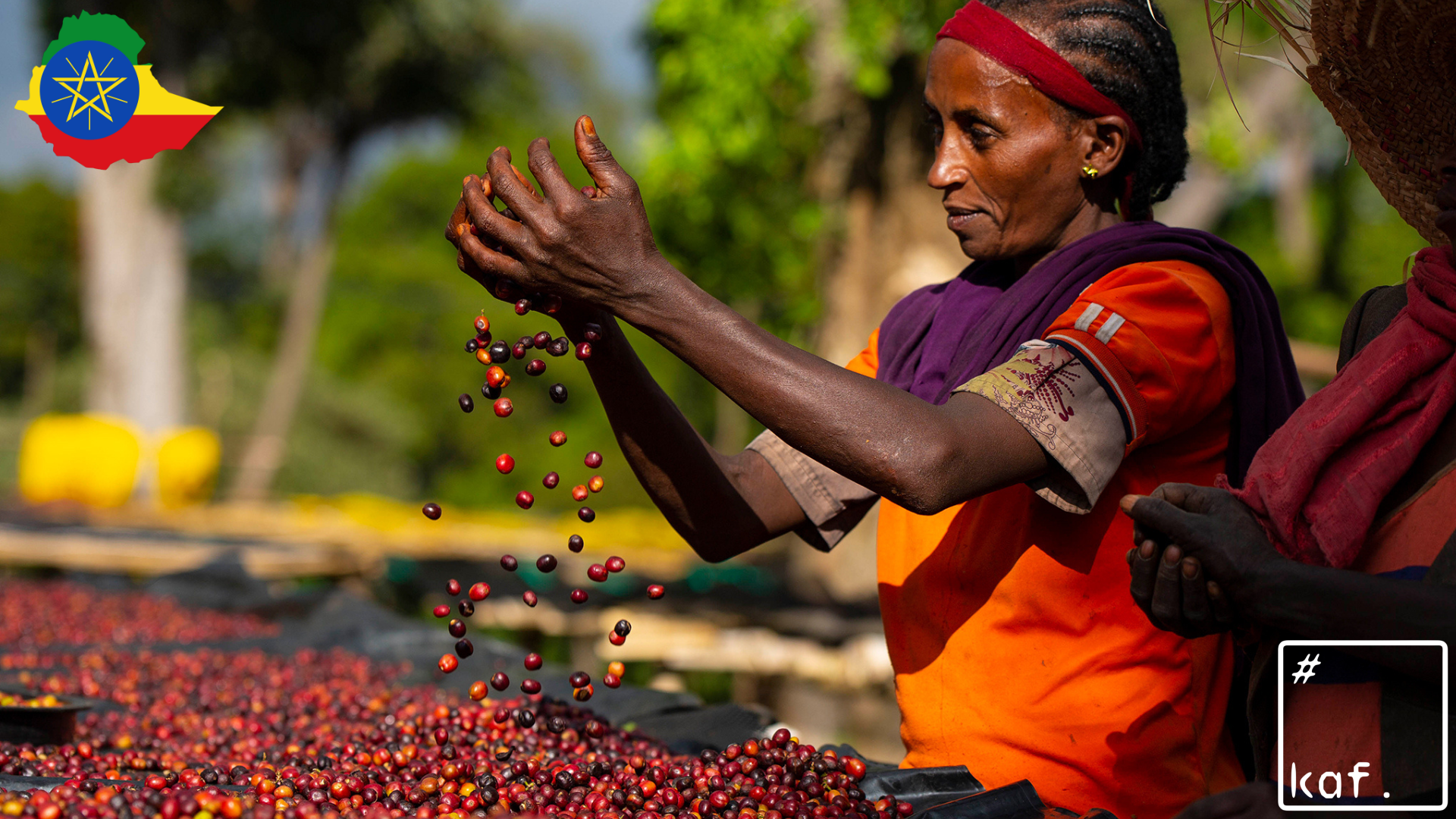 Specialty Coffee Single Origin ETHIOPIA Guji Uraga