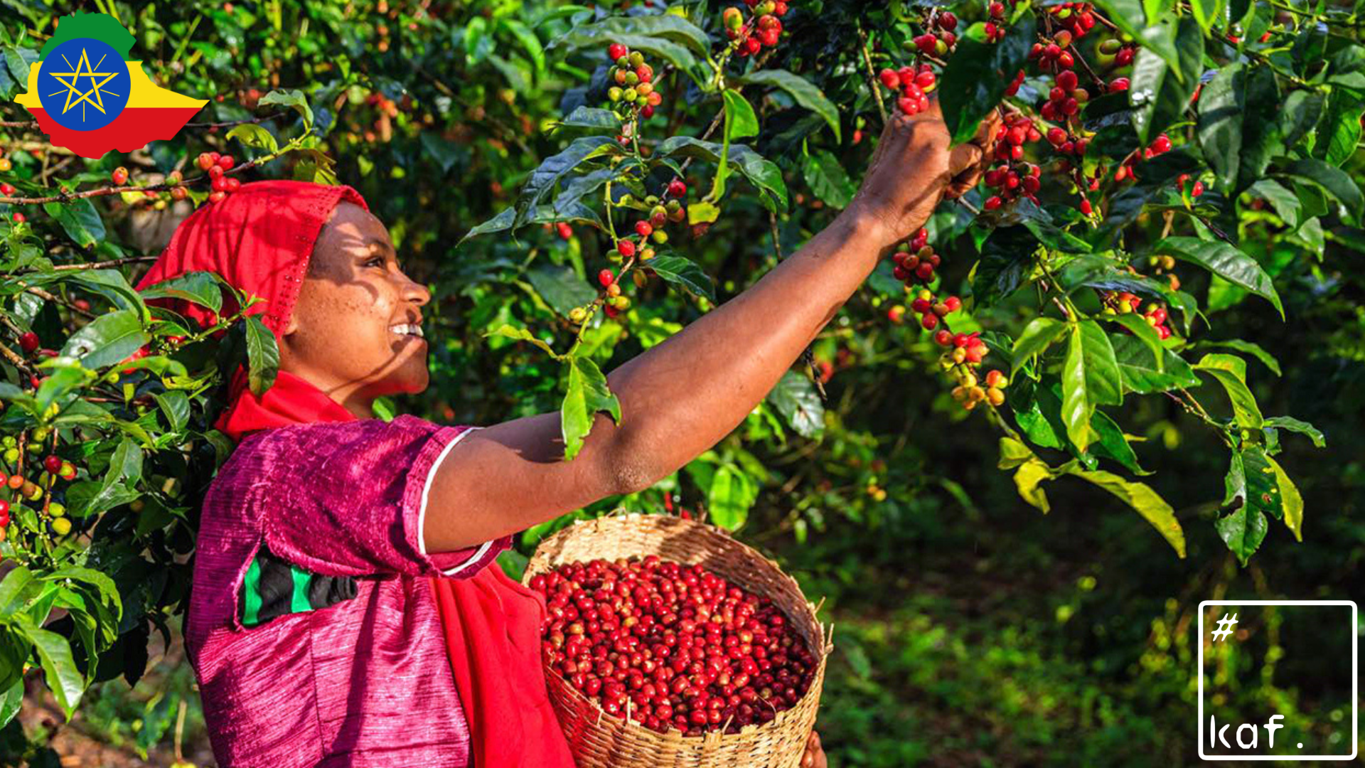 Specialty Coffee Single Origin ETHIOPIA Guji Uraga